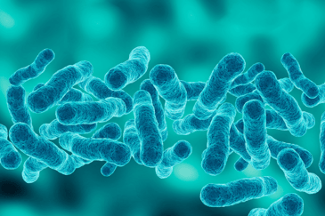 Microscopic picture of Legionella after an outbreak in an open water system that failed to mitigate the risk factors