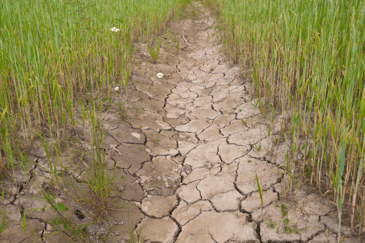 Dry path with grass on each side to show if the uk is facing another drought.