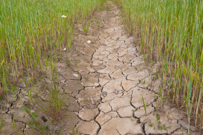 Dry path with grass on each side to show if the uk is facing another drought.