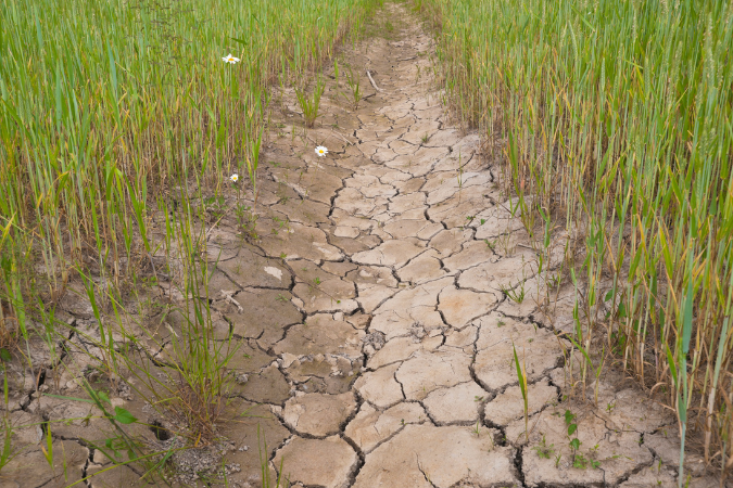  Dry path with grass on each side to show if the uk is facing another drought.